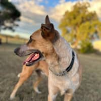 Photo of Razor