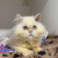 Photo of Gemini (Mello)