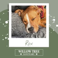 Photo of Rex