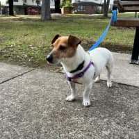 Photo of Rusty Kumara