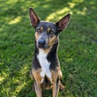 Photo of Daisy