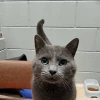 Photo of Moose