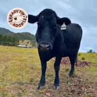 Photo of Clyde, Delilah & Honey 