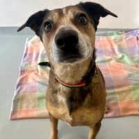 Photo of Tinkerbelle