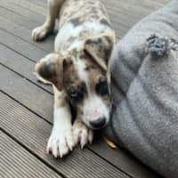 Photo of Bella