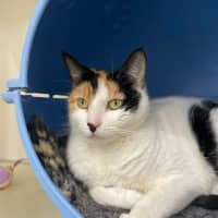 Photo of 🎡 Angelica 5623 🎡