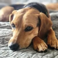 Photo of Bambi   15 Month Old Beagle X