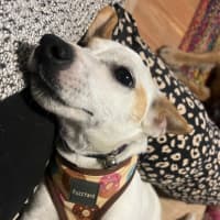 Photo of Missy