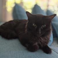 Photo of Lady