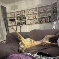 Photo of Alice, The Greyhound