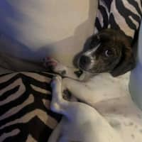 Photo of Daisy   10 Month Old Dachshund X Boston Terrier