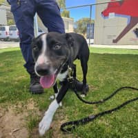 Photo of Nando (Spyro)