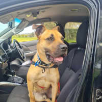 Photo of Maverick