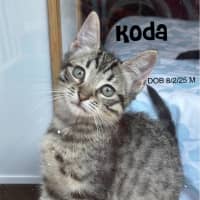 Photo of Koda