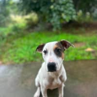 Photo of Harley