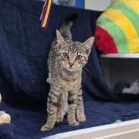 Photo of Polly (8966)