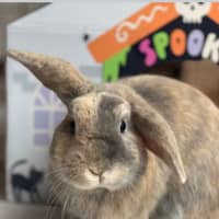 Photo of Monty