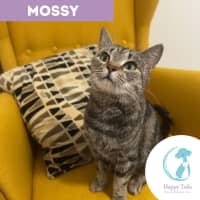 Photo of Mossy