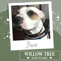 Photo of Zeus