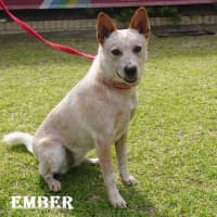 Photo of Ember