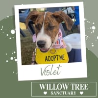Photo of Violet