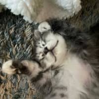 Photo of King Fluffernutter 