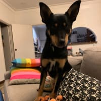 Photo of Tiki 