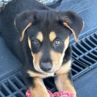 Photo of Maverick 🧢🐶🕶️