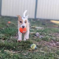Photo of Scooter