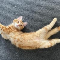 Photo of Nicholas Xenos