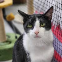 Photo of 🥇 Vesper 5199 🥇