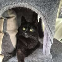 Photo of Finley *9 Lives Project Rescue*