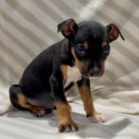 Photo of Praline