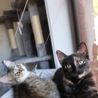 Photo of Diet Dr Pepper