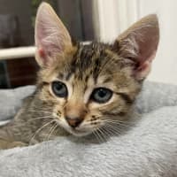 Photo of Gadget