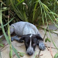 Photo of Thistle