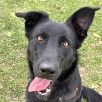 Photo of Akela