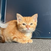 Photo of Sesame