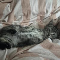 Photo of Timmy Trumpet