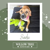 Photo of Sadie