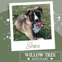 Photo of Shine