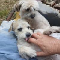 Photo of Frankie 💙