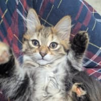 Photo of Bellatrix Clowder