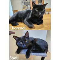 Photo of 8934/5   Charcoal & Soot