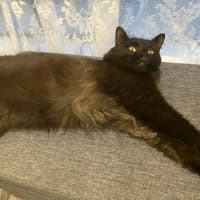 Photo of 🐈‍⬛ Annie 🐈‍⬛