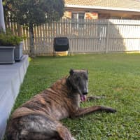 Photo of Bella