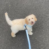 Photo of Mash