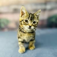 Photo of Mimosa   Located In Preston 