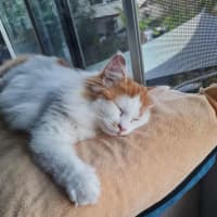 Photo of Pumpkin