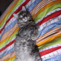 Photo of Leonardo